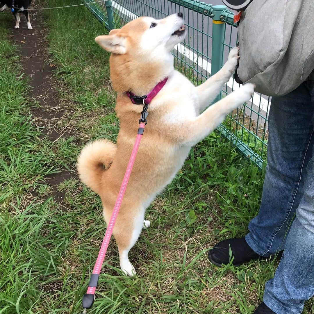 柴犬のモモさんのインスタグラム写真 - (柴犬のモモInstagram)「おはようございます。久々に大好きなお友達ワンコのパパさんに会いました #いぬ #イヌ #犬 #柴犬 #赤柴 #日本犬 #犬バカ部 #ふわもこ部 #いぬら部 #癒しわんこ #柴犬マニア #犬のいる暮らし #口角キュキュッと部 #shiba #shibainu #shibadog #dogstagram #dogsofinstagram #shibastagram #shibasofinstagram #shibamania #inu #instadog #toyota_dog」7月11日 8時32分 - shi_ba_i_nu_momo