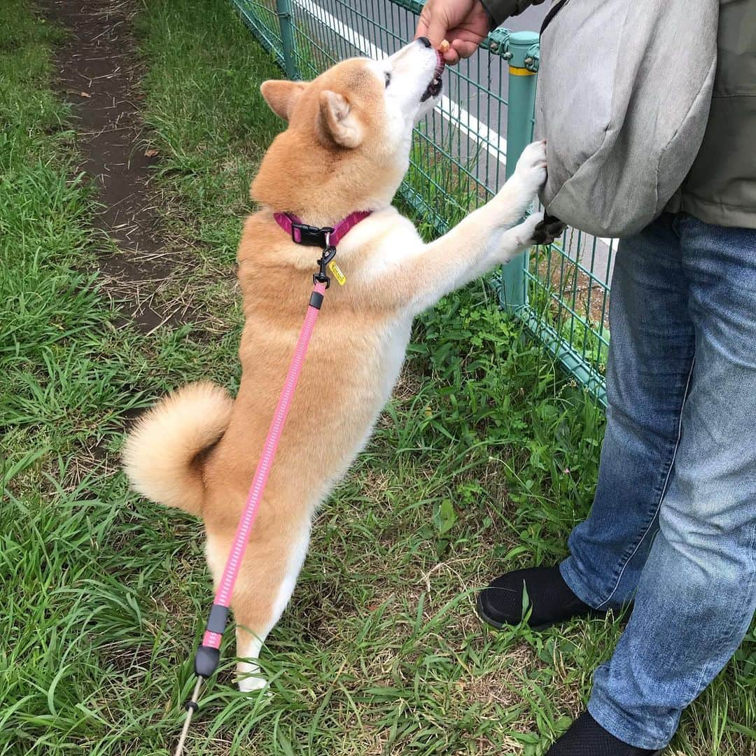 柴犬のモモさんのインスタグラム写真 - (柴犬のモモInstagram)「おはようございます。久々に大好きなお友達ワンコのパパさんに会いました #いぬ #イヌ #犬 #柴犬 #赤柴 #日本犬 #犬バカ部 #ふわもこ部 #いぬら部 #癒しわんこ #柴犬マニア #犬のいる暮らし #口角キュキュッと部 #shiba #shibainu #shibadog #dogstagram #dogsofinstagram #shibastagram #shibasofinstagram #shibamania #inu #instadog #toyota_dog」7月11日 8時32分 - shi_ba_i_nu_momo