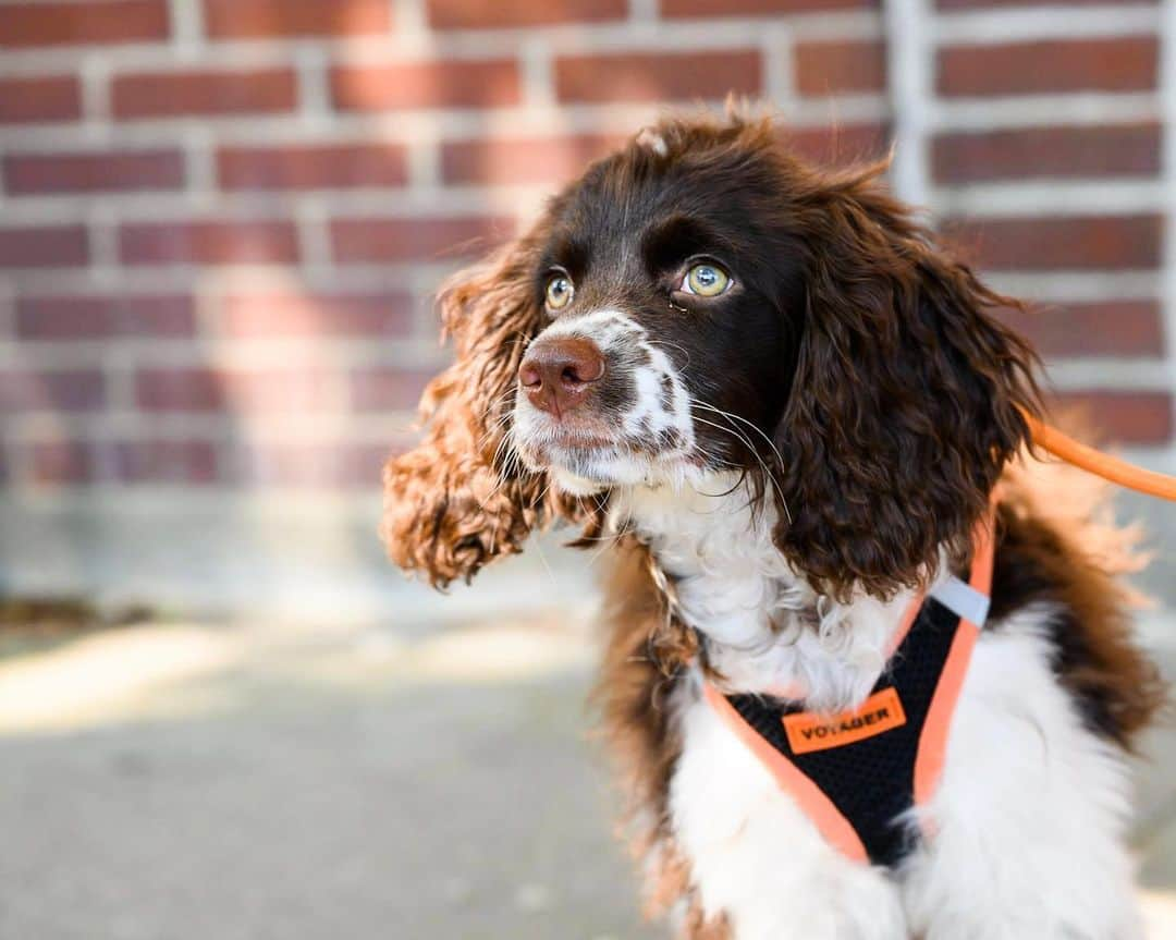 The Dogistさんのインスタグラム写真 - (The DogistInstagram)「Jojo, Cockapoo (5 m/o), Main Street, Falmouth, MA • “He always sleeps in late in the morning.”」7月11日 8時37分 - thedogist