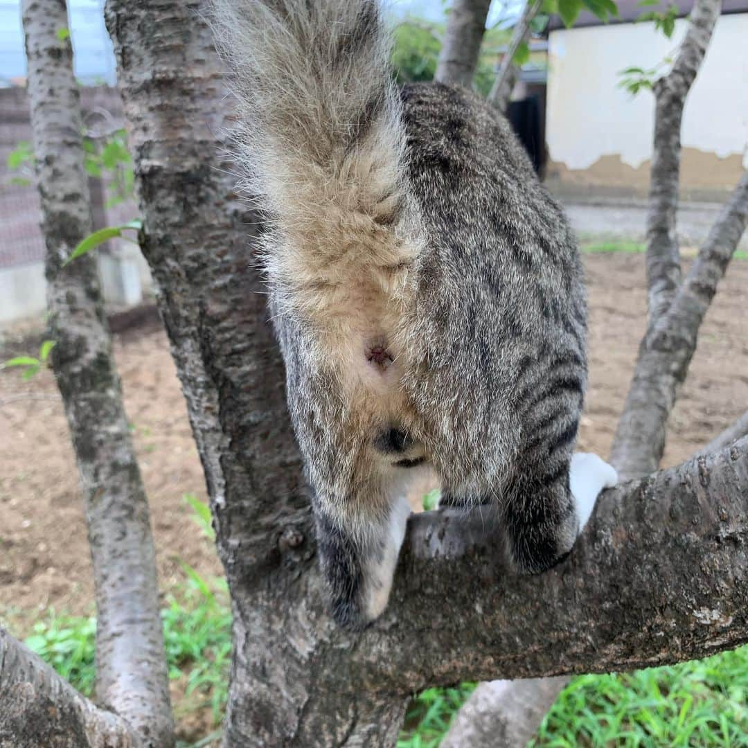 やふさんのインスタグラム写真 - (やふInstagram)「ぼくも登れるよっ！って顔 最後はマニアックなご趣味の方へ . #cat #neko #catlovers #catsofinstagram #catstagram #instacat #猫 #ねこ #ネコ #保護猫 #新吉」7月11日 8時50分 - kyafy