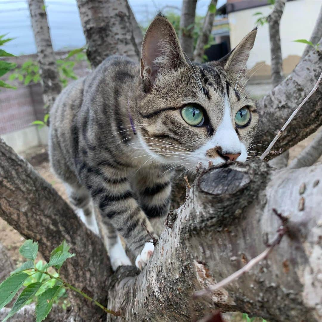 やふさんのインスタグラム写真 - (やふInstagram)「ぼくも登れるよっ！って顔 最後はマニアックなご趣味の方へ . #cat #neko #catlovers #catsofinstagram #catstagram #instacat #猫 #ねこ #ネコ #保護猫 #新吉」7月11日 8時50分 - kyafy