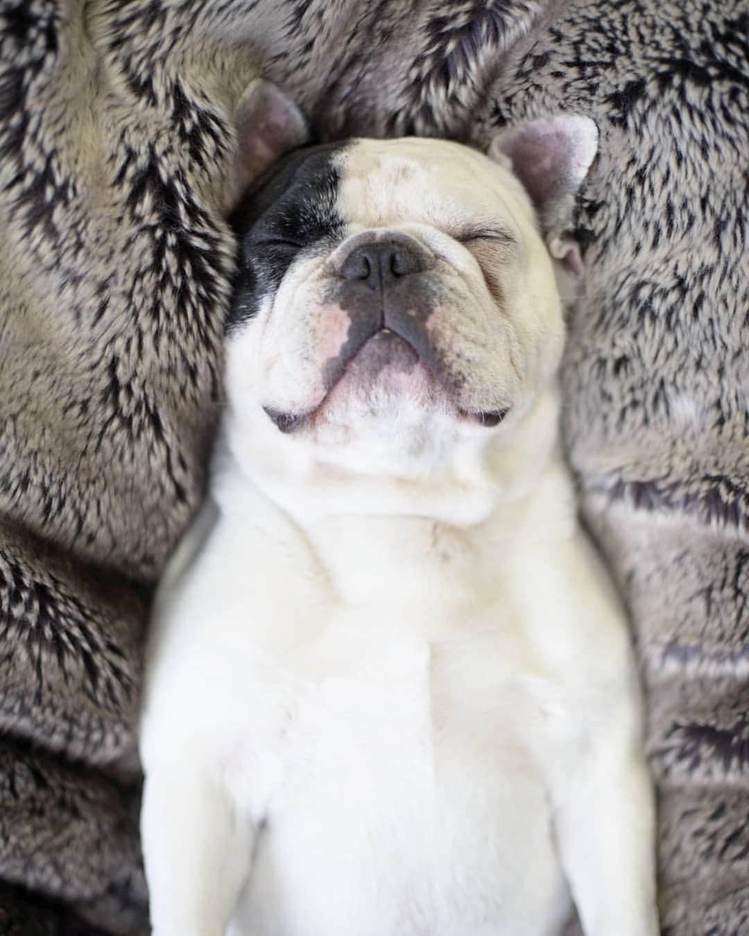 Manny The Frenchieのインスタグラム：「Do not disturb...unless you have food.  #alwayshungry #alwayssleeping」