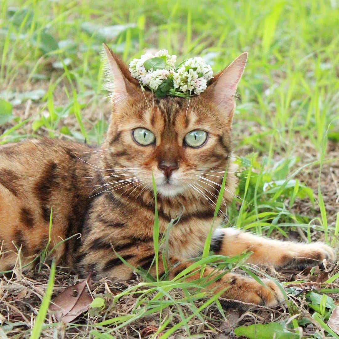 のインスタグラム：「なつこさん、久しぶりに公園にきたんだよ🌳😽🌳 ・」
