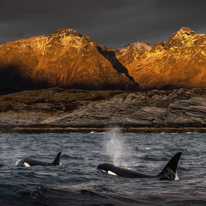 ナショナルジオグラフィックさんのインスタグラム写真 - (ナショナルジオグラフィックInstagram)「Photo by Brian Skerry @brianskerry | An orca pair travels on the ocean surface in the Norwegian Arctic, days before the sun sets for the winter and the polar night begins. The orcas migrate into the fjords in this region during late fall and winter to feed on herring that often overwinter here. Successful feeding by the orca involves complex communications and echolocation as they hunt in total darkness. Such specialized feeding strategies illustrate the intelligence and culture found among whale and dolphin families. To see more photos of ocean animals, follow @BrianSkerry #orca #norway #whaleculture #smartanimals」7月11日 9時33分 - natgeo