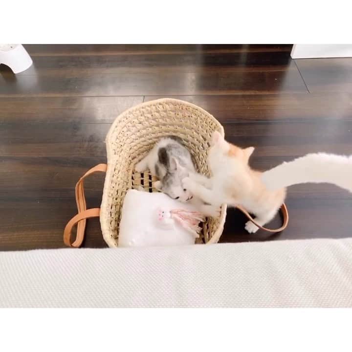kinaxのインスタグラム：「. good morning(๑′ᴗ‵๑)☀in Japan, and good afternoon, good evening, good night for world friends! . 今日は少し青空が☀️ でもちょっと肌寒いね☁️ . . 昨日はアドバイスくださって 本当にありがとうございましたー♡ . まだお迎えしてからそんなに経ってないし 子猫だし、わんことだいぶ勝手が違うので 様子見していてよいのか分からずだったのですが 色々アドバイス頂いたお陰で 昨夜は結構飲んでくれました🥣 . 本当心強いですー😭ありがとうございます♡ . . そんなこんなで今朝も元気いっぱいなふたり🐈 . いきなり2匹！と不安もたくさんでしたが 兄弟一緒なのが心強いのか わんこに吠えられてもあまり気にしなくなってきて じゃれ合ってる姿は本当かわゆいねぇʕ •́؈•̀ ₎♡ . . 一方わんこも多少慣れてきたけど ちょっと拗ね気味かな😅 . あと、こねこのご飯がいい匂いすぎるのか ご飯をあげると飛んでくるよʕ •́؈•̀ ₎笑笑 . 相変わらず食いしん坊ちゃんです🐶 . . そんなこんなで いつも背丈を測っている柱に 新しく自分で計測した紙が貼ってあったのだけど 来日😂 さすがちびっこ姉さん😂 . . みんなも楽しい1日を♡ . #親バカ部 #kinaxvideo #いぬとねこ #パステル兄弟 #ソルとルナ #こねこ #猫すたぐらむ #保護猫 #犬バカ部 2019/07/11」