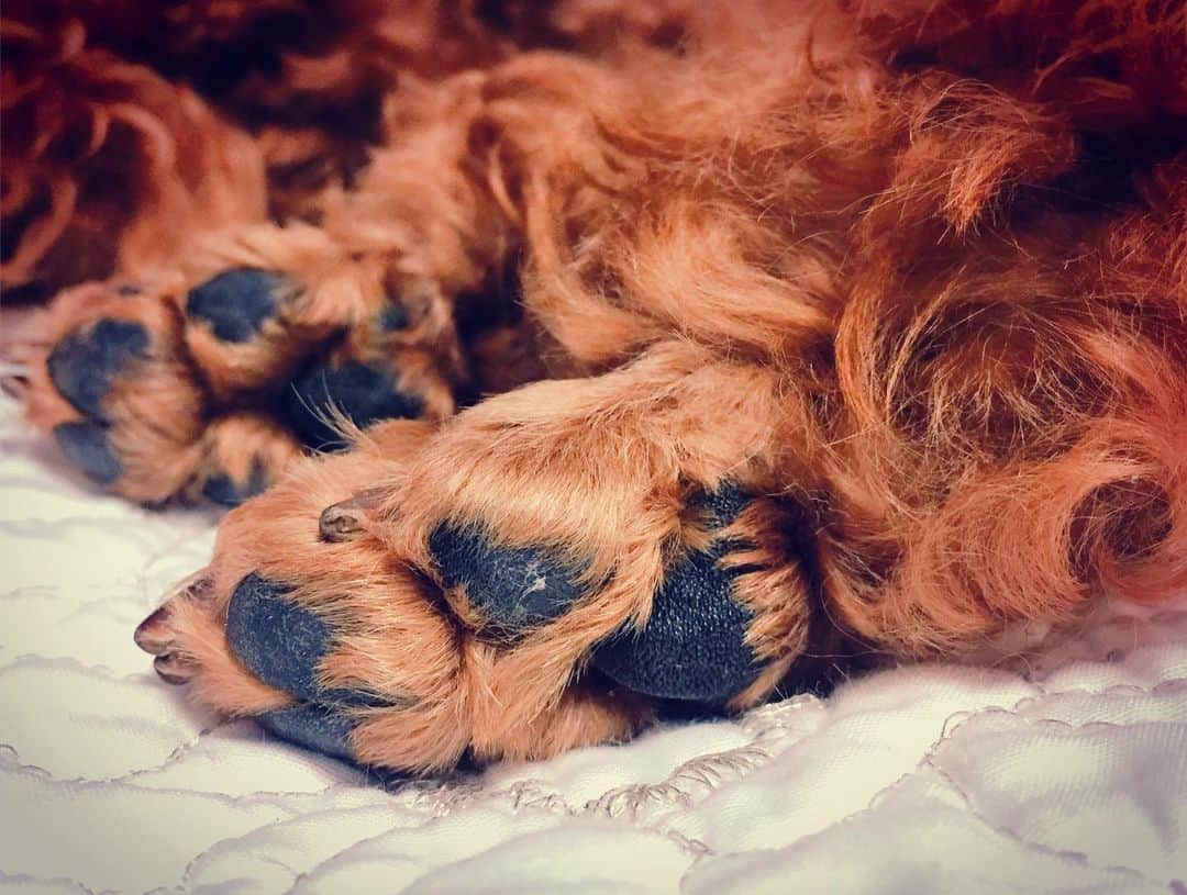 知念芽衣さんのインスタグラム写真 - (知念芽衣Instagram)「#おはよう 毎日毎日眠いです😅😪😪😪 そろえた足の🐾 #肉球 が #たまらん #可愛い ❤ #いぬすたぐらむ #dogstagram #わんこ #トイプードル #トイプードルレッド #わんこのいる生活」7月11日 9時57分 - meichinen
