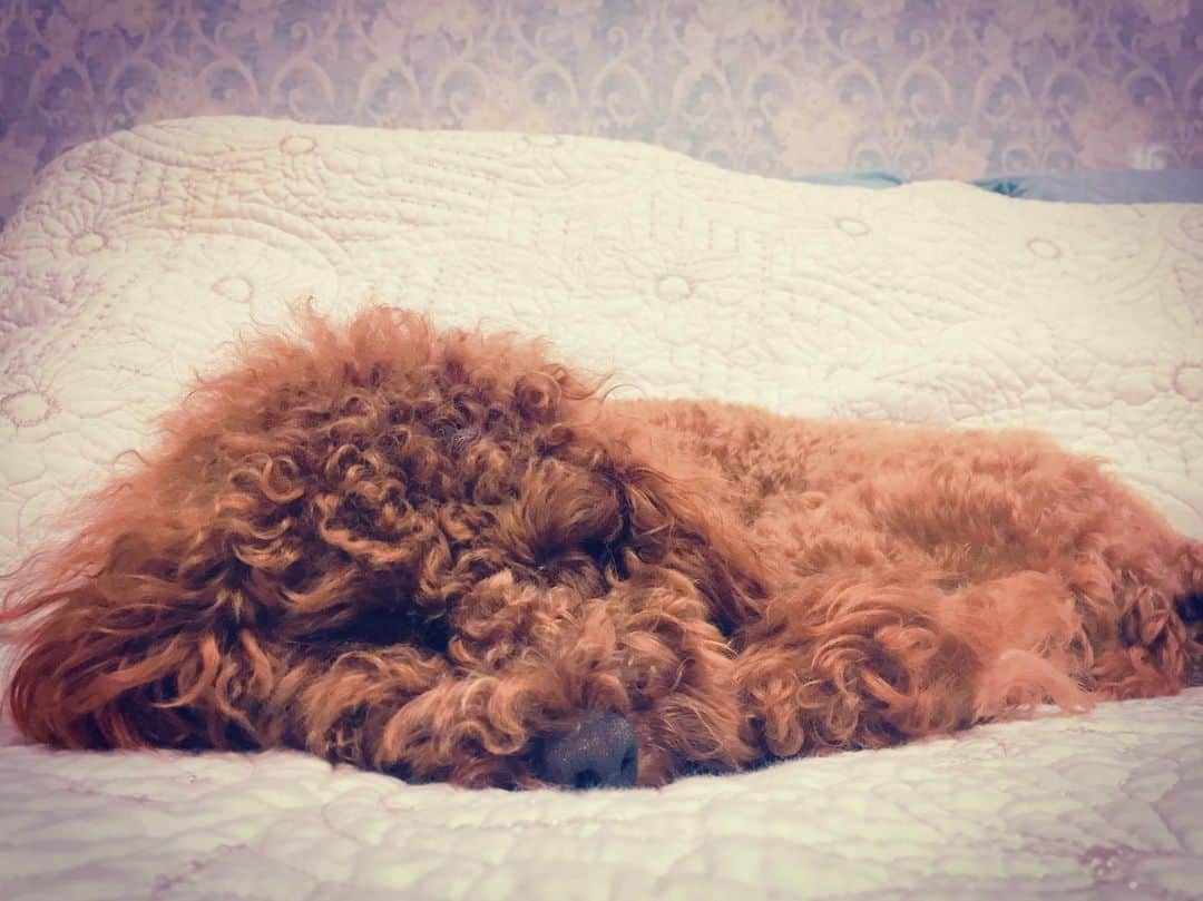 のインスタグラム：「#おはよう 毎日毎日眠いです😅😪😪😪 そろえた足の🐾 #肉球 が #たまらん #可愛い ❤ #いぬすたぐらむ #dogstagram #わんこ #トイプードル #トイプードルレッド #わんこのいる生活」