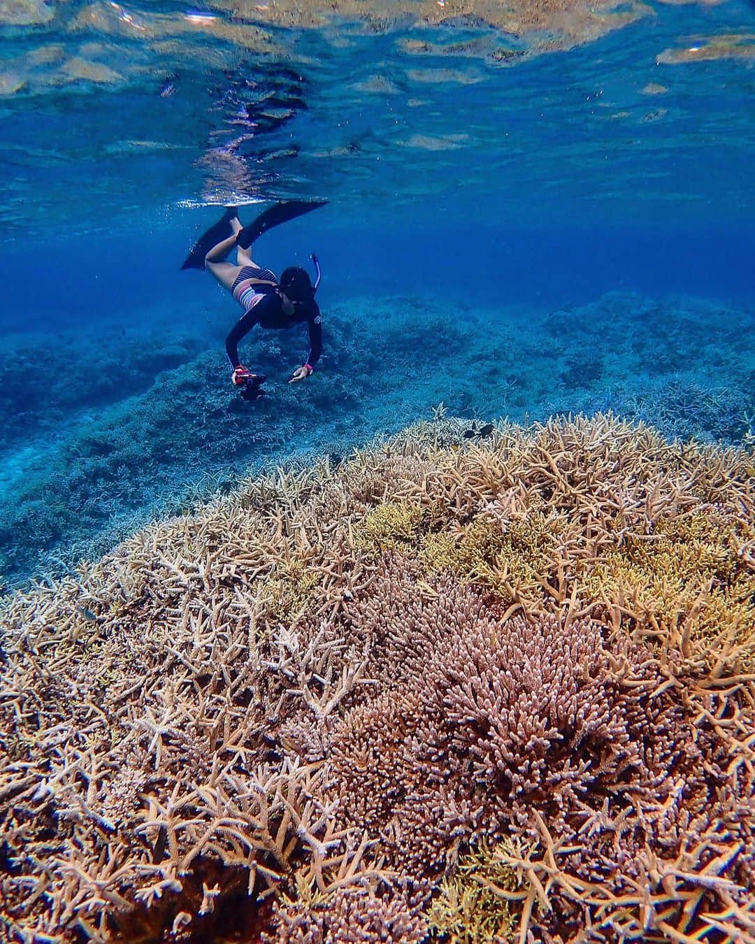のインスタグラム：「沖縄本島にもかき分けるぐらいの枝珊瑚の群生無いかな？ ちょこちょこはあるけどこの量は無理かな？ 観光客多いし、踏まれたらすぐ折れるし🥺 . 朝起きたらクーラーが壊れてる事件😱 さぁ、買うか修理か、はたまた借りてるマンションのオーナーさんが太っ腹で直してくれるか🤔 . 夏のボーナスそろそろ使い果たしちゃう😂 . 📍#西表島 .  #igersjp#icu_japan#wu_japan#team_jp_#japan_daytime_view#lovers_nippon#travel#okinawa#japan#instatrip#沖縄#海#ビーチ#water_of_our_world#beach#sea#ocean#onebreath#divermag#loves_okinawa#lascuba#snorkeling#沖縄好きな人と繋がりたい#genic_okinawa#genic_beach#タビジョ#unknownjapan#素潜り」