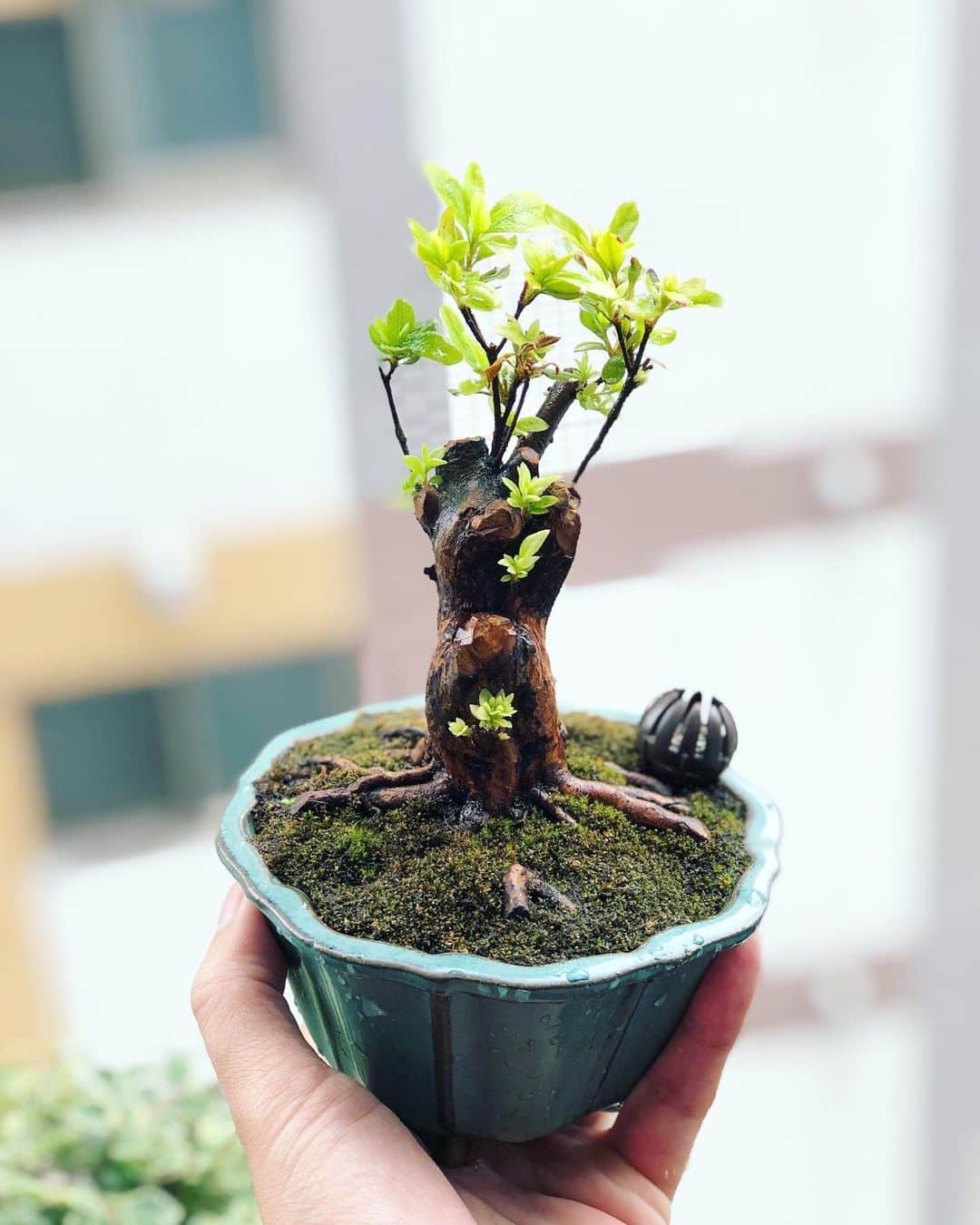 金成公信さんのインスタグラム写真 - (金成公信Instagram)「たぶん酔っ払いが引っこ抜いたツツジ。カラカラになってたからもうダメかと思ってたけど連れて帰って植えたら芽が出た^ ^木ってすげぇ。 #盆栽 #bonsai #bonsaijapan #japanesebonsai #wabisabi #bonsailovers #bonsailife #bonsaitree #bonsaiart #bonsaigram #bonsaiworld #plants #tree #greenlife #greenlifestyle」7月11日 10時13分 - bonsai_chiba