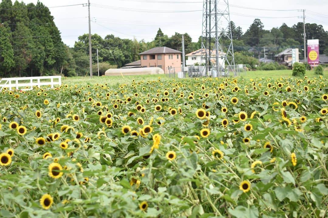 成田ゆめ牧場さんのインスタグラム写真 - (成田ゆめ牧場Instagram)「今日のひまわり迷路です。 先日の強風で斜めになってしまった部分もありますが、頑張って綺麗に咲いています☺️ 開花状況やイベント詳細は 牧場HPでご確認くださーい。  #7月11日は8割咲き #成田ゆめ牧場 #ゆめ牧場 #ひまわり #ひまわり迷路 #ひまドル2019 #牧場 #千葉県 #成田 #おでかけ #夏休み #牛乳 #ヨーグルト #ソフトクリーム #naritadreamfarm #farm #farmstagram #sunflower」7月11日 10時17分 - yumebokujo