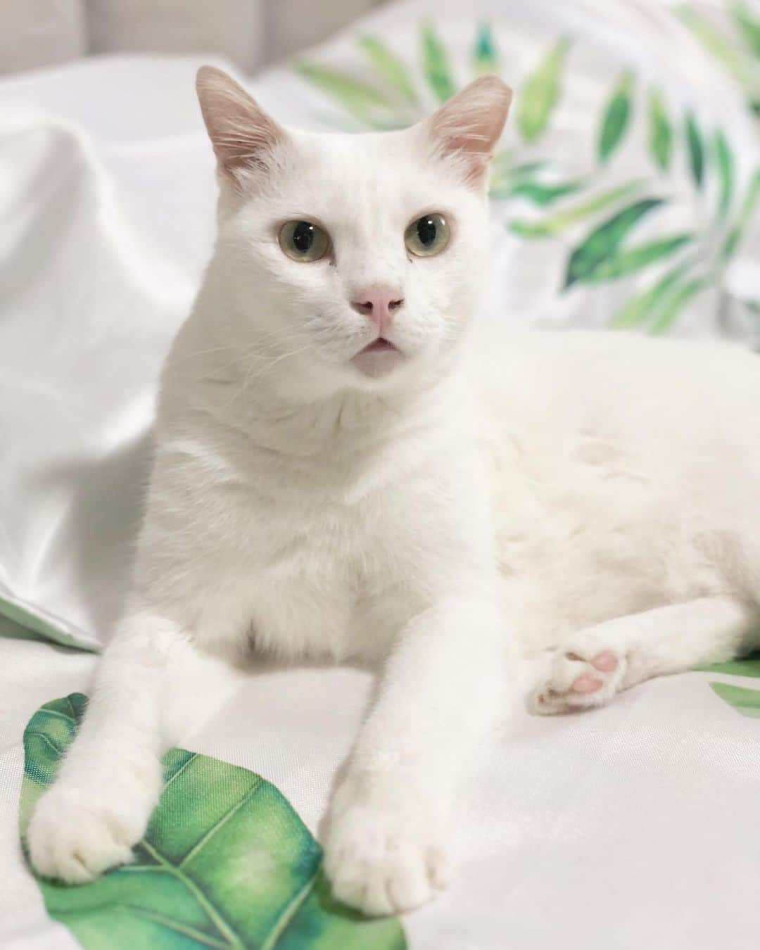 Ray Rayのインスタグラム：「Mama loves her new bedding... hence I’m meodeling 😹」