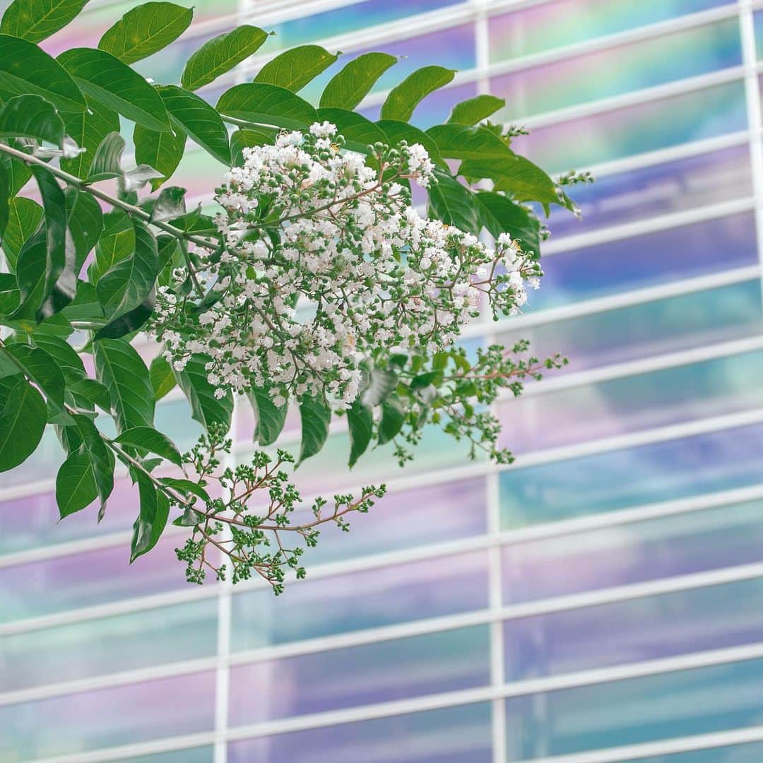 Meiji Gakuin/明治学院大学/明学さんのインスタグラム写真 - (Meiji Gakuin/明治学院大学/明学Instagram)「ヴォーリズ広場のサルスベリに花がつき始めました。本格的な夏の到来が近づいています。  #夏 #サルスベリ #百日紅 #花 #フラワー #ザ花部 #はなまっぷ #大学 #明学 #白金 #カメラ #ファインダー越しの私の世界 #明治学院大学 #meijigakuin #university #camera #shirokane #tokyo #japan #good #instagood #instalike #best #promotions」7月11日 11時18分 - mguniv