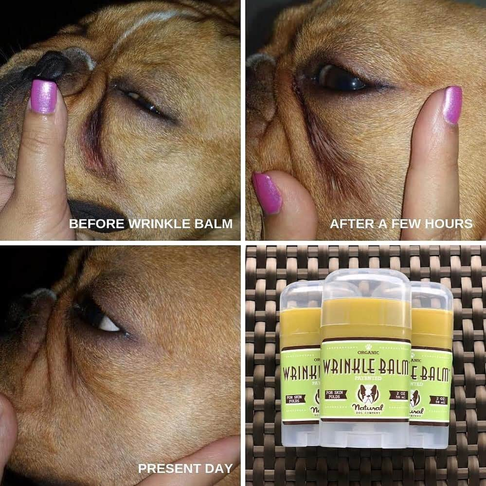 Regeneratti&Oliveira Kennelさんのインスタグラム写真 - (Regeneratti&Oliveira KennelInstagram)「If your dog is suffering from irritated wrinkles, stinky face folds, tear stains, or canine acne – you need #WrinkleBalm. This patented all-natural balm is antibacterial and antifungal to soothe irritation, treat infection, and keep the skin healthy & funk-free! Extra gentle for even the most sensitive pups. . ⭐ Save 20% off @naturaldogcompany with code JMARCOZ at NaturalDog.com | worldwide shipping | ad 📷: @thedobbystory . . . . . . . #frenchie #frenchieoftheday #französischebulldogge #franskbulldog #frenchbull #fransebulldog #frenchbulldog #frenchiepuppy #dog #dogsofinstagram #petstagram #bully #bulldog #bulldogfrances #フレンチブルドッグ #フレンチブルドッグ #フレブル #ワンコ  #frenchiesgram #frenchbulldogsofinstagram #ilovemyfrenchie #batpig #buhi #squishyfacecrewbulldog」7月11日 11時31分 - jmarcoz