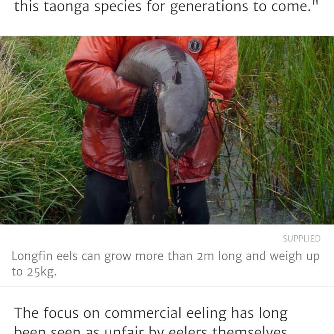 リーチマイケルさんのインスタグラム写真 - (リーチマイケルInstagram)「Some meke eels from NZ . ニュージーランドうなぎ🤙🏾」7月11日 12時06分 - michael_leitch