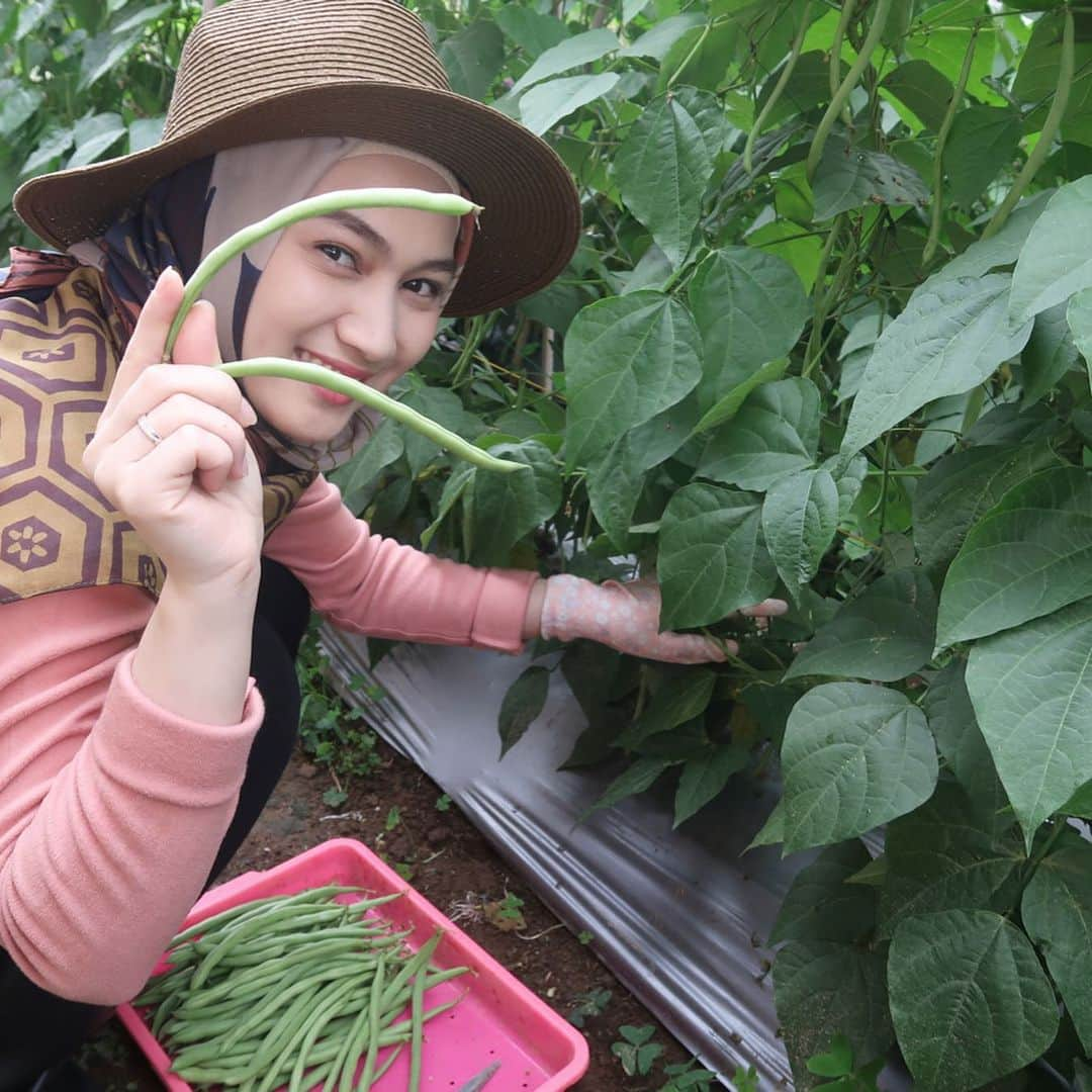 メロディー・ヌランダニ・ラクサニさんのインスタグラム写真 - (メロディー・ヌランダニ・ラクサニInstagram)「YAY, we’re harvesting beans! Buncis💚 Who likes beans? Me too!! I usually cook ‘Tumis Buncis Daging Sapi’ for my husband💕 At the day it’s harvested, the farmers put on a very generous price of 10K IDR for every one kilogram of beans. That's a very good deal, isn't it?🤩 #japan #asean #goodwill #ambassador #food #agriculture #buncis」7月11日 12時28分 - melodylaksani92