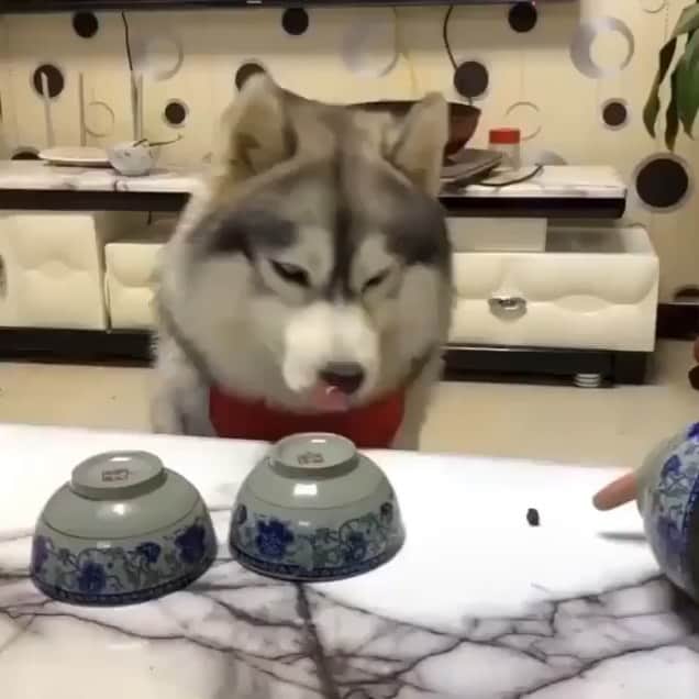 husky and malamuteのインスタグラム：「That is everyone’s life.😕」