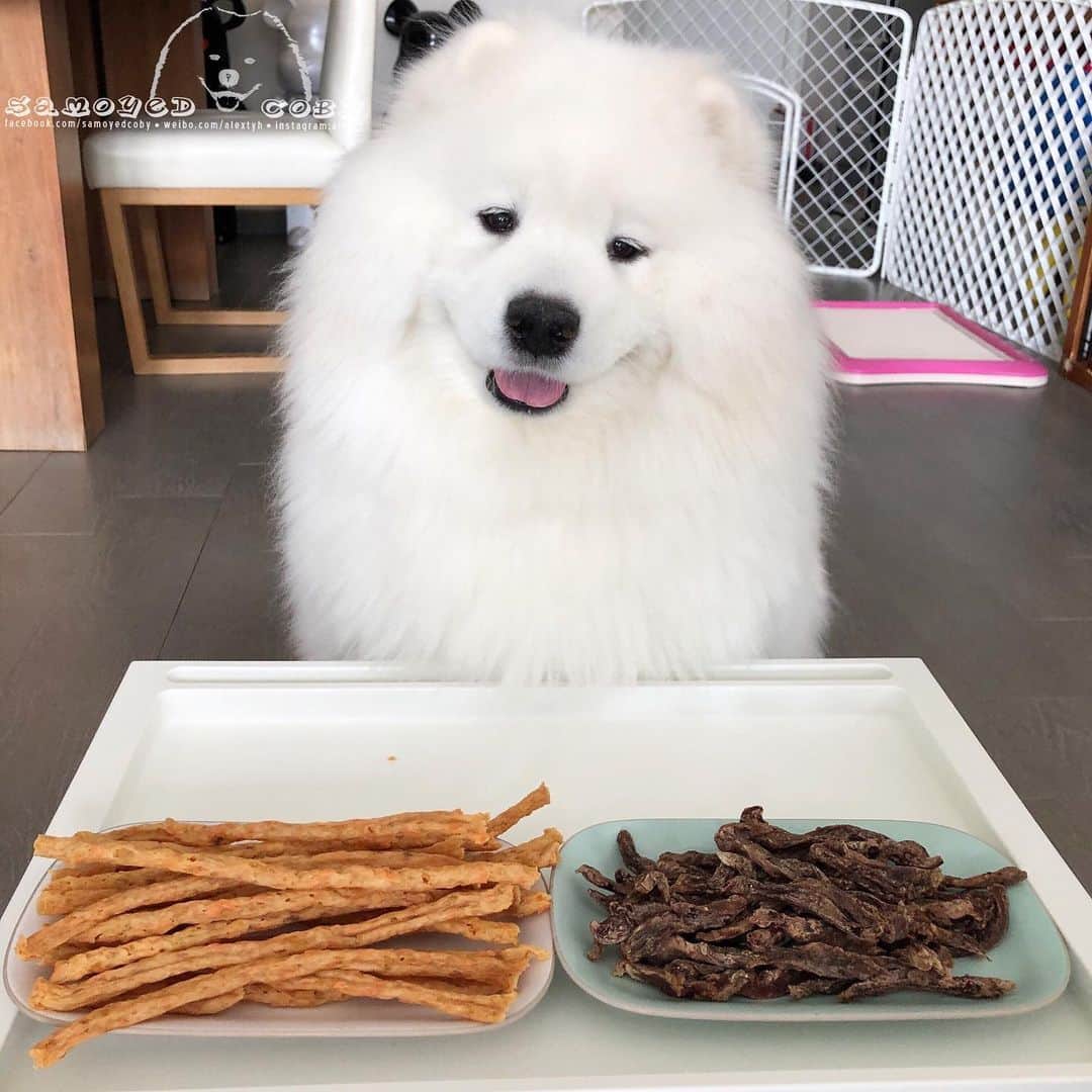 Alex Toさんのインスタグラム写真 - (Alex ToInstagram)「Homemade air-dry salmon potato chips and duck breast for doggies 🤤🤤🤤 #cute #dog #doglover #dogsofinstagram #dogoftheday #dogofthedayjp #dogstagram #fluffy #hkig #hongkong #ilovemydog #instadog #instagood #instamood #instagraphy #instapic #samoyedoninstagram #pet #petlovers #petsofinstagram #petstagram #photooftheday #puppy #pupsofinstagram #samoyed #samoyedsofinstagram #webstagram #犬 #サモエド」7月11日 13時14分 - alexto