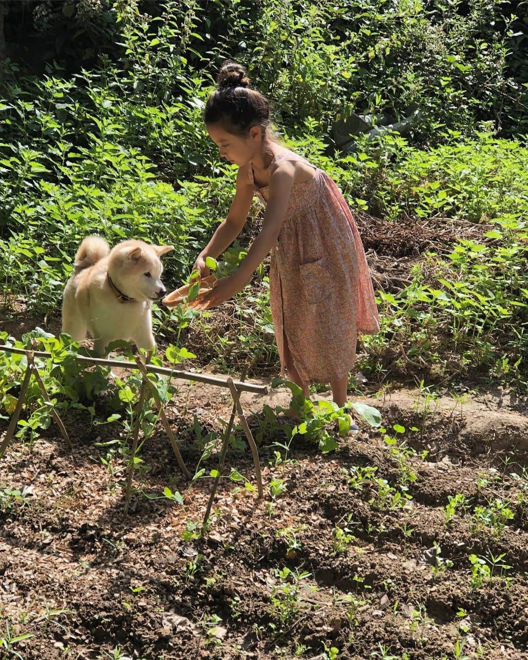 フィロとポンポンさんのインスタグラム写真 - (フィロとポンポンInstagram)「De la pluie puis beaucoup de soleil...🌱 Philo: Ils sont beaux mes radis ! Pompon: Pas mal pour une débutante...🌱」7月12日 0時08分 - philo_pompon