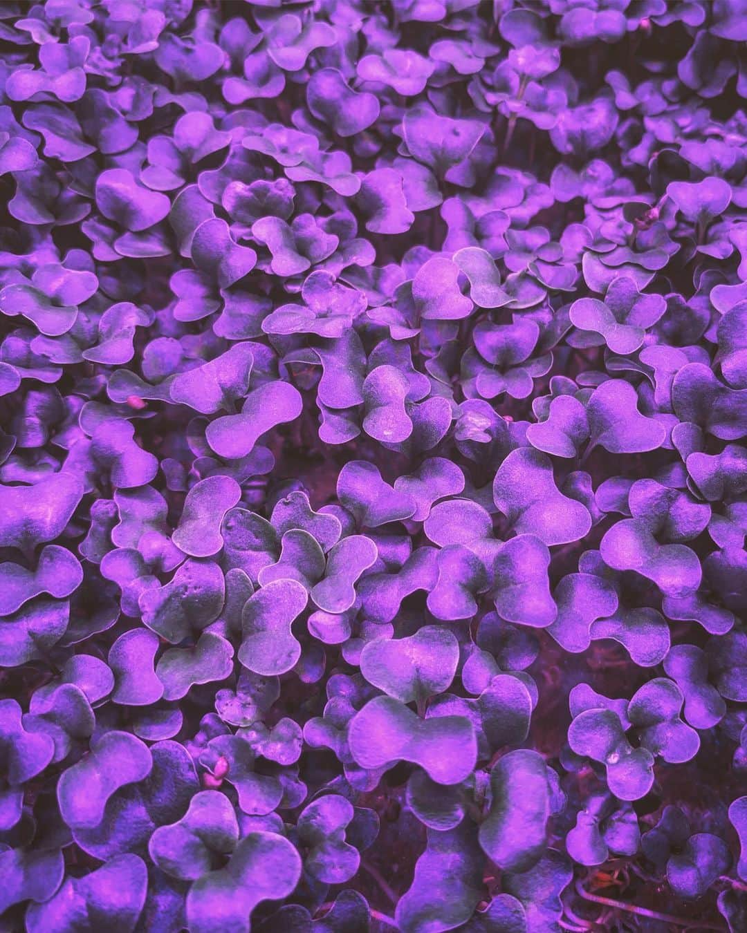 Tea and sittingのインスタグラム：「💜🌱💦...I was invited by the @designmuseum to a breakfast this morning... a breakfast that might be eaten on Mars! Apparently sustainable #hydroponicfarming would almost certainly be what humans on Mars would rely on there! These seedlings ( from @growing_underground ) were growing under LED lights which is why they look bright purple even though they were in fact lush green...but for me it kind of added to the whole multisensory space age feeling! 😁....more pics in my Stories  #generationmars #invited 🌱☄️The ‘Moving to Mars’ exhibition will open in October...and I can’t wait!!!」