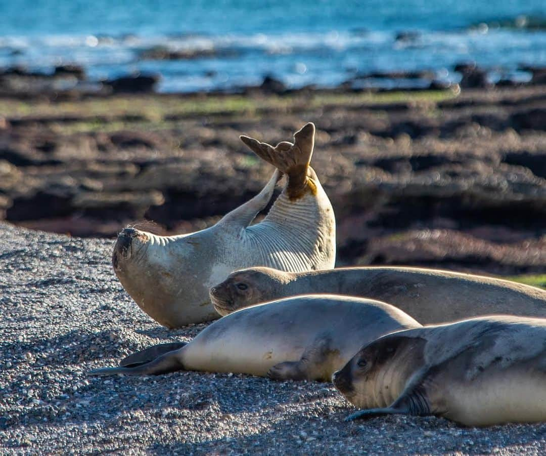 thephotosocietyさんのインスタグラム写真 - (thephotosocietyInstagram)「Photo by @bethjwald// A young sea elephant does a belly crunch to get at a pesky itch, while basking with buddies on a beach along the Patagonia coast of Argentina.  It is approaching mid-winter at the southern tip of South America and the weather is harsh and inhospitable to humans, but marine life thrives in the productive waters of the South Atlantic. A thick layer of fat protects elephant seals from the cold; these young ones are about 5 feet long but male elephant seals can reach up to 5 meters and weigh up to 8,800 pounds!  Males spend up to 80% of their life feeding on fish in the South Atlantic, an ocean that is pristine and largely unexplored but is also one of the world’s seas most threatened by overfishing.  But there has been progress - last year CLT Argentina, the Argentine team of Tompkins Conservation, helped create the country’s first two National Marine Parks off the coast of Tierra del Fuego and they are also working with the provincial government and local communities in Chubut to protect land and sea along this wild coast.  Follow me for more images over the next weeks as I explore the winter landscapes of Patagonia and conservation initiatives!  @tompkins_conservation @cltargentina #patagoniacoast #patagoniawild #sinazulnohayverde #marinemammals #southernwinter」7月11日 22時38分 - thephotosociety