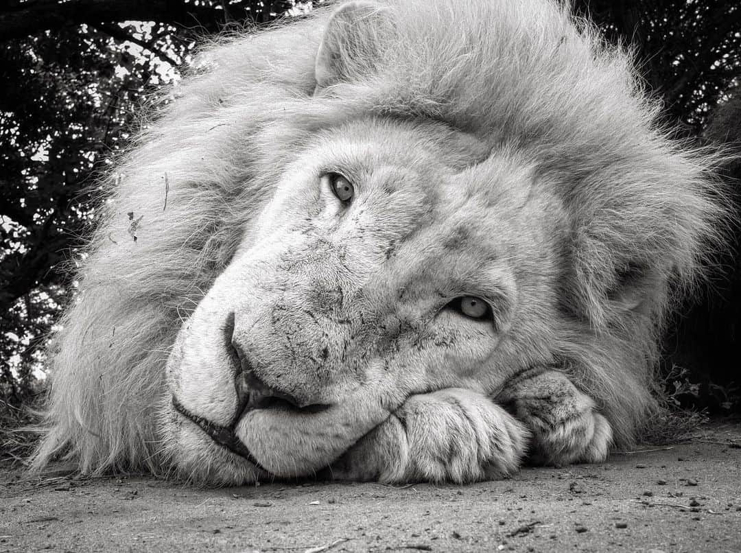 Kevin Richardson LionWhisperer さんのインスタグラム写真 - (Kevin Richardson LionWhisperer Instagram)「Never underestimate a sleeping lion. Unathi is 210kg of potential energy in this picture.  #sleepinglion #supmane #unathi #lionking #potentialenergy #iseeyou」7月11日 22時40分 - lionwhisperersa