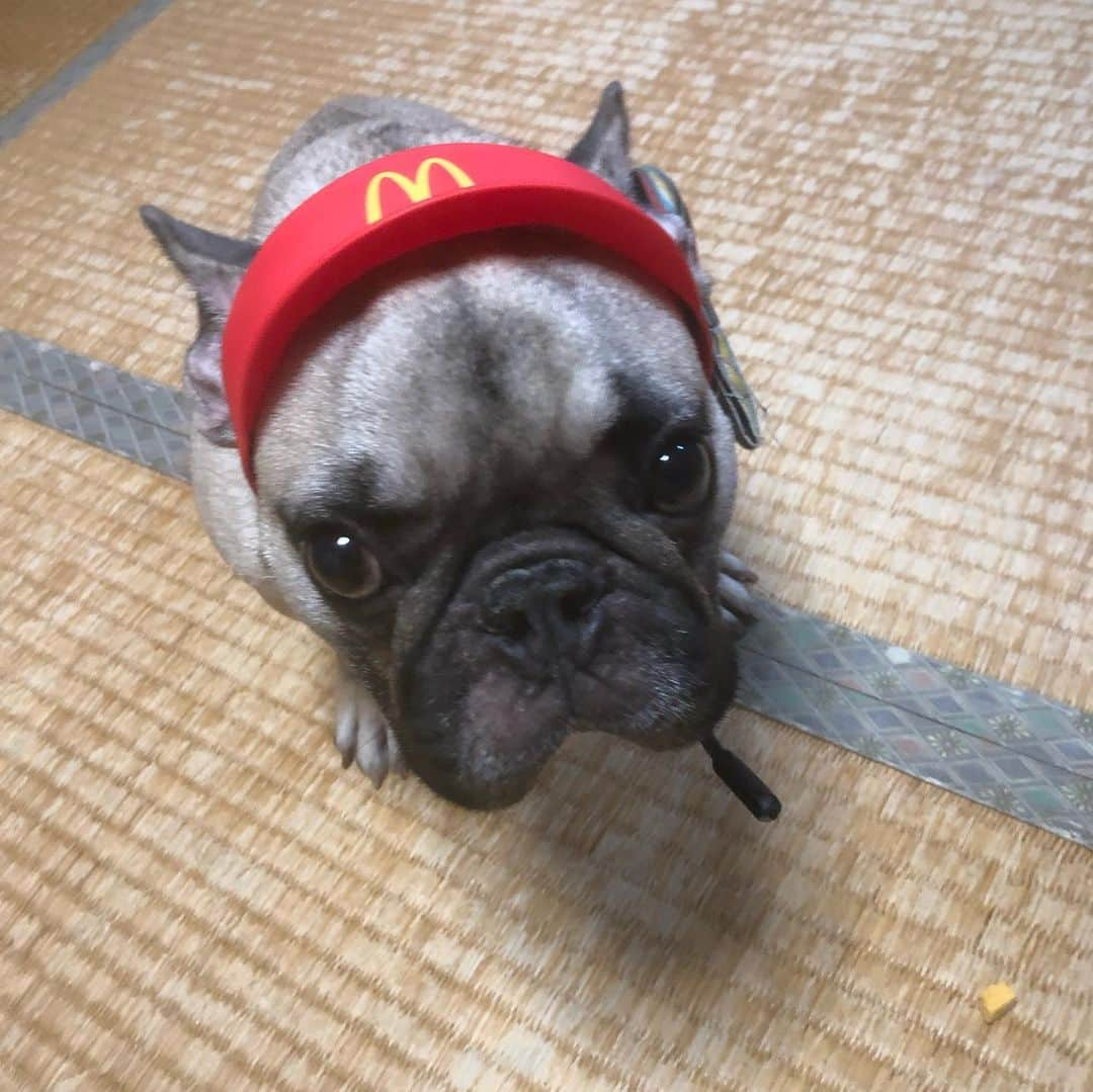 上江洌清作さんのインスタグラム写真 - (上江洌清作Instagram)「I'm lovin' it  ぱくを  #上江洌パクチー」7月11日 22時43分 - 00800