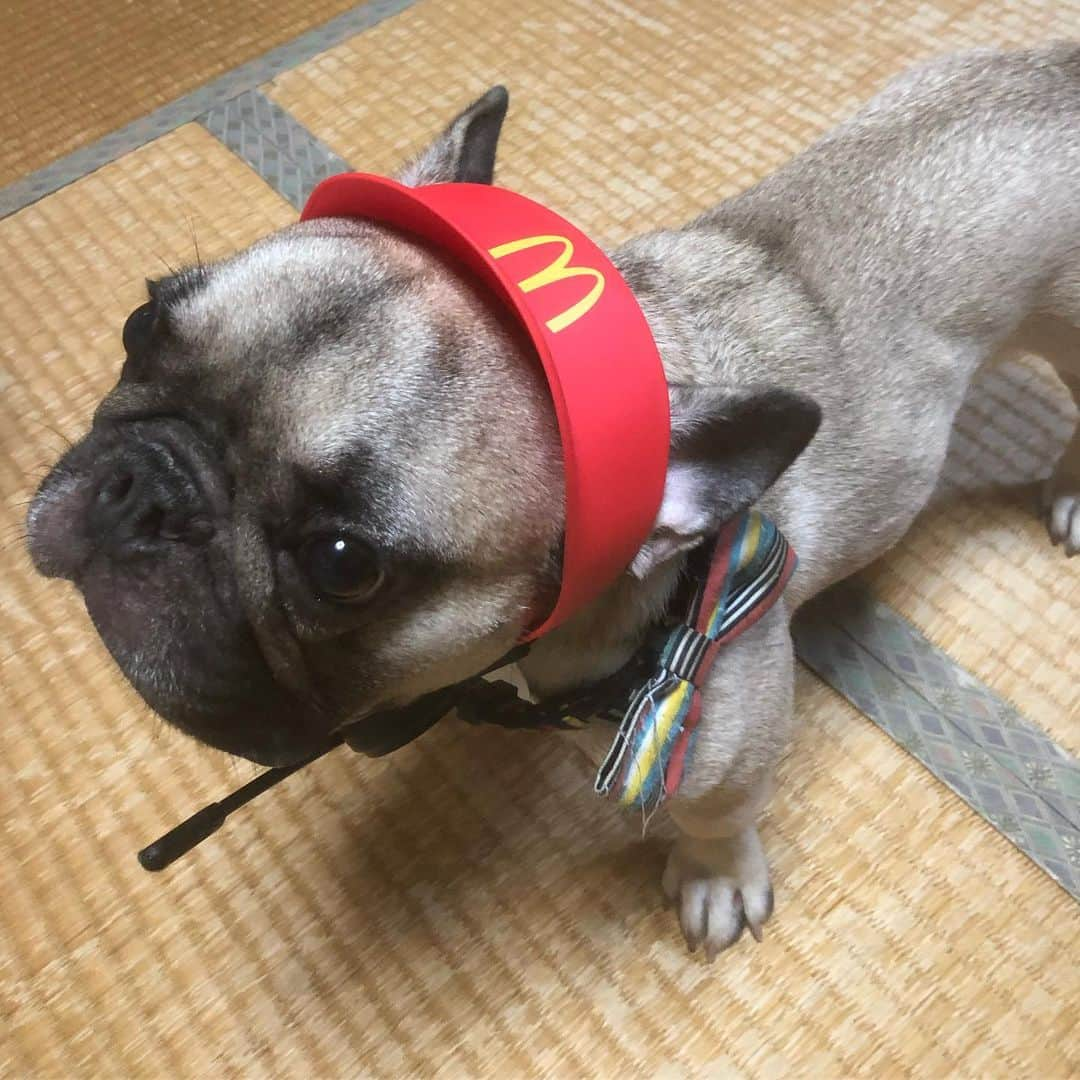 上江洌清作さんのインスタグラム写真 - (上江洌清作Instagram)「I'm lovin' it  ぱくを  #上江洌パクチー」7月11日 22時43分 - 00800