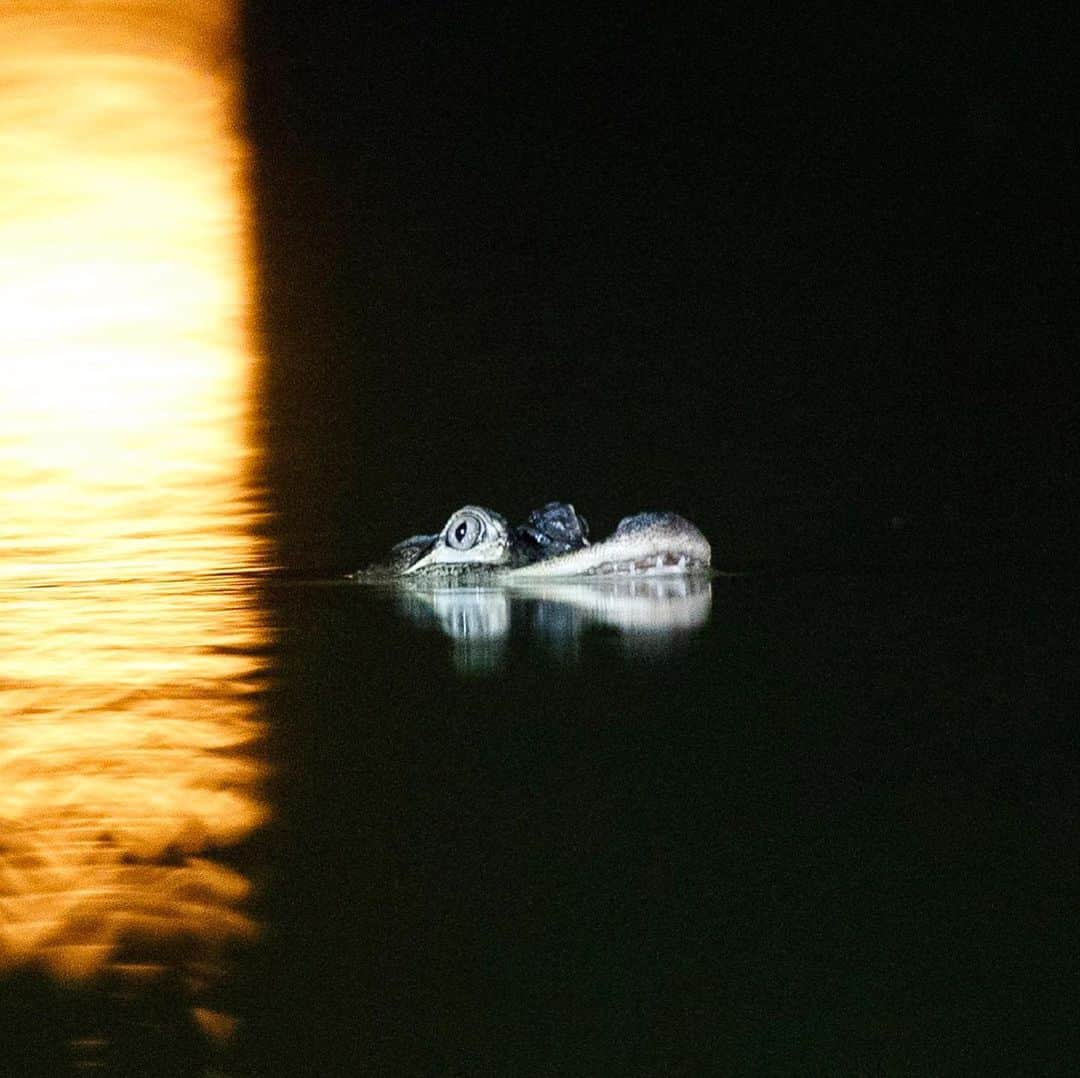 NBC Newsさんのインスタグラム写真 - (NBC NewsInstagram)「A 5-foot alligator was spotted lurking in a #Chicago lagoon this week. A crew is searching for the gator so it can be relocated to a zoo, Chicago Police said. More at the link in our bio. . 📷 Armando L. Sanchez / Chicago Tribune / @apnews」7月11日 23時01分 - nbcnews