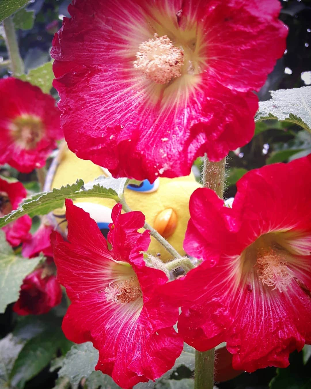 Little Yellow Birdさんのインスタグラム写真 - (Little Yellow BirdInstagram)「Look at that colour!! My hollyhocks seem happy with the rain!! #littleyellowbird #tweety #tweetykweelapis #adventures #yellow #bird #hollyhock #stokroos #flowers #redflowers #colour #garden #gardenlife #gardenflowers #rain #blooming #bloemen #stuffedanimalsofinstagram #plushiesofinstagram」7月11日 23時11分 - tweetykweelapis