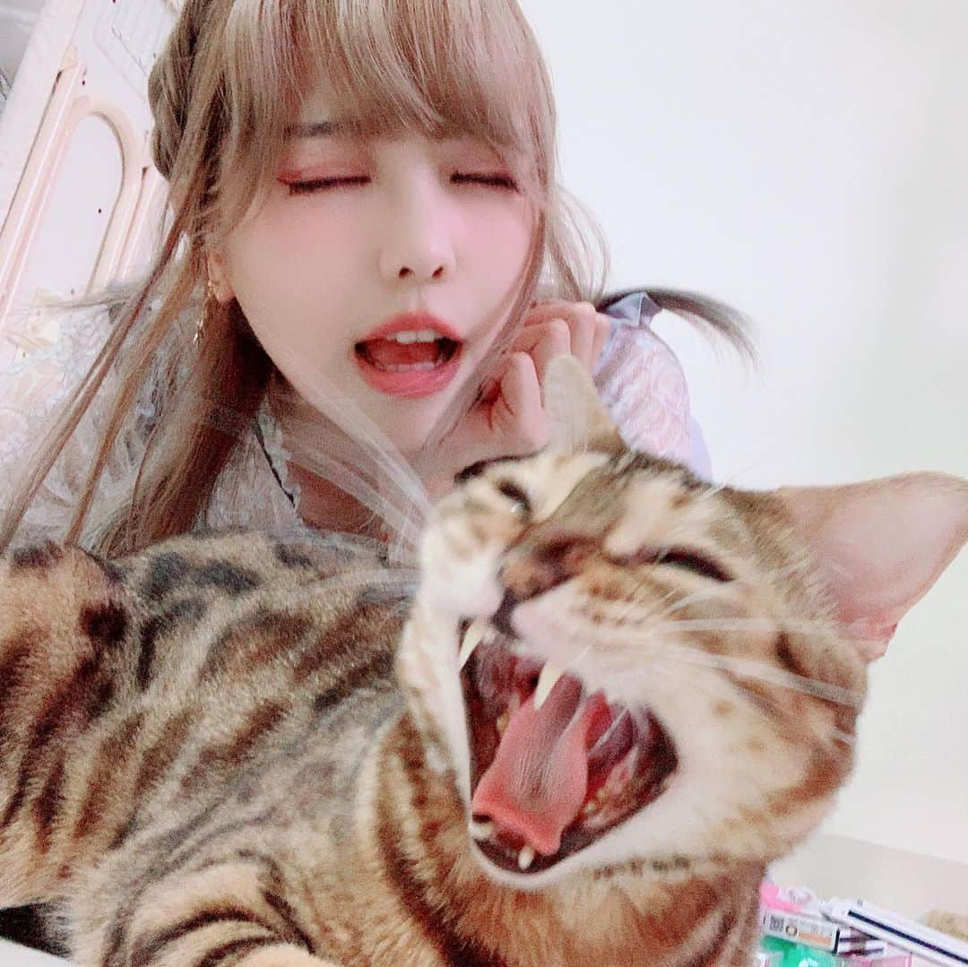 Elyさんのインスタグラム写真 - (ElyInstagram)「Yawning together!マイヤーちゃんとあくび(*>o<)r 跟麥芽一起打呵欠～～～ #Ely #dailyely #elydaily #ねこ部 #Mya #cat #catsofinstagram #blessed #lovely」7月11日 23時25分 - eeelyeee