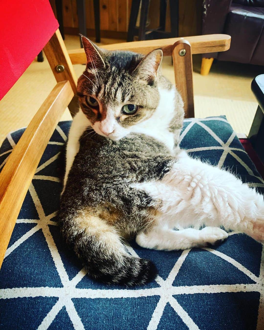 水川あさみのインスタグラム：「ちっこくて懐っこくてとっても愛想の良いお婆ちゃん猫のノラ。 どこの誰の猫ちゃんかは、またいずれ🐈」