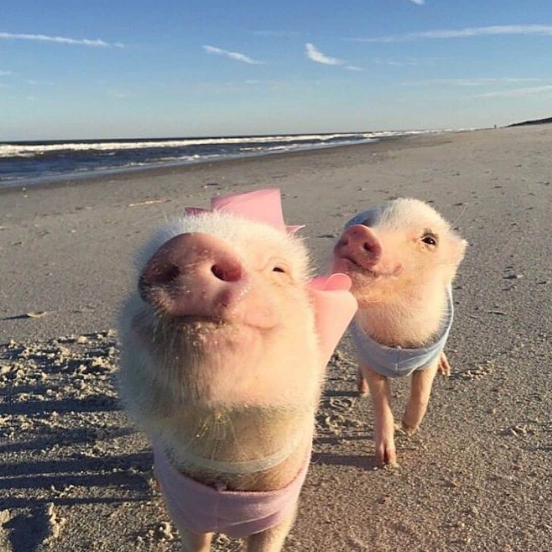 のインスタグラム：「EMERALD ISLE, NC- Come see us Sunday from 10am-12pm @saltyairopenmarket. The whole family will be there. We will have books and toys available for purchase and you can take all the pigtures and selfies with us you want. (Event is free of charge)!🐷💙🐷💗🐷💙🐷💗🐷💙🐷💗 . This is one of mommy’s fav pics of me and Pop on the beach back when it was just the two of us. We are so excited to explore a new beach next week with the whole family!🐷🐷🐷🐷🐷🐶🏖#tbt #emeraldisle #northcarolina #PrissyandPop」