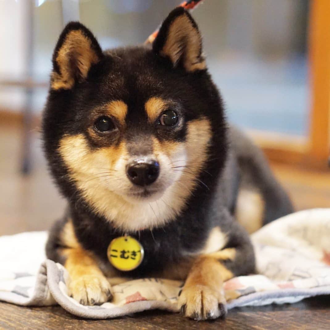 黒豆柴こむぎのグルメインスタ