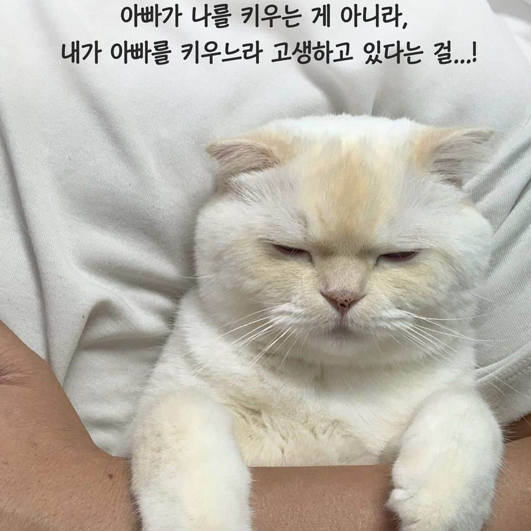 SoonMooさんのインスタグラム写真 - (SoonMooInstagram)「항상 아빠를 돌봐주고 있는(?) 우리 순무의 이중생활도 엿보고 싶다🤭 <마이펫의 이중생활2> 7월 31일 대개봉🥳🐶🐱🐰 #마이펫의이중생활2 #순무 #SoonMoo」7月12日 0時01分 - soonmoo_cat