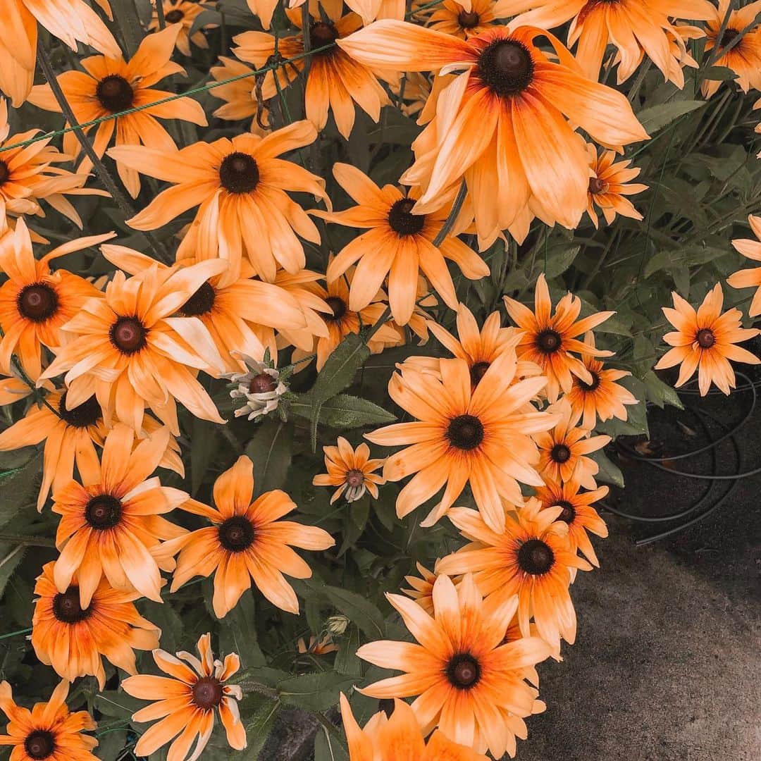 kawanepassportさんのインスタグラム写真 - (kawanepassportInstagram)「Rainy season brought these amazing flowers for us. Thanks mother nature 🌎 photo taken by @miamicaelafsh  #exploreshizuoka  #ファインダー越しの私の世界 #japan_of_insta #japanculture #kawane #kawanehon  #kawanepass #kawanepassport #shizuokaprefecture #greentea #matchatea #teverde #japanphoto #igersjp #japanigram #japanislife #flowers🌸 #gardening」7月11日 15時02分 - kawane_passport