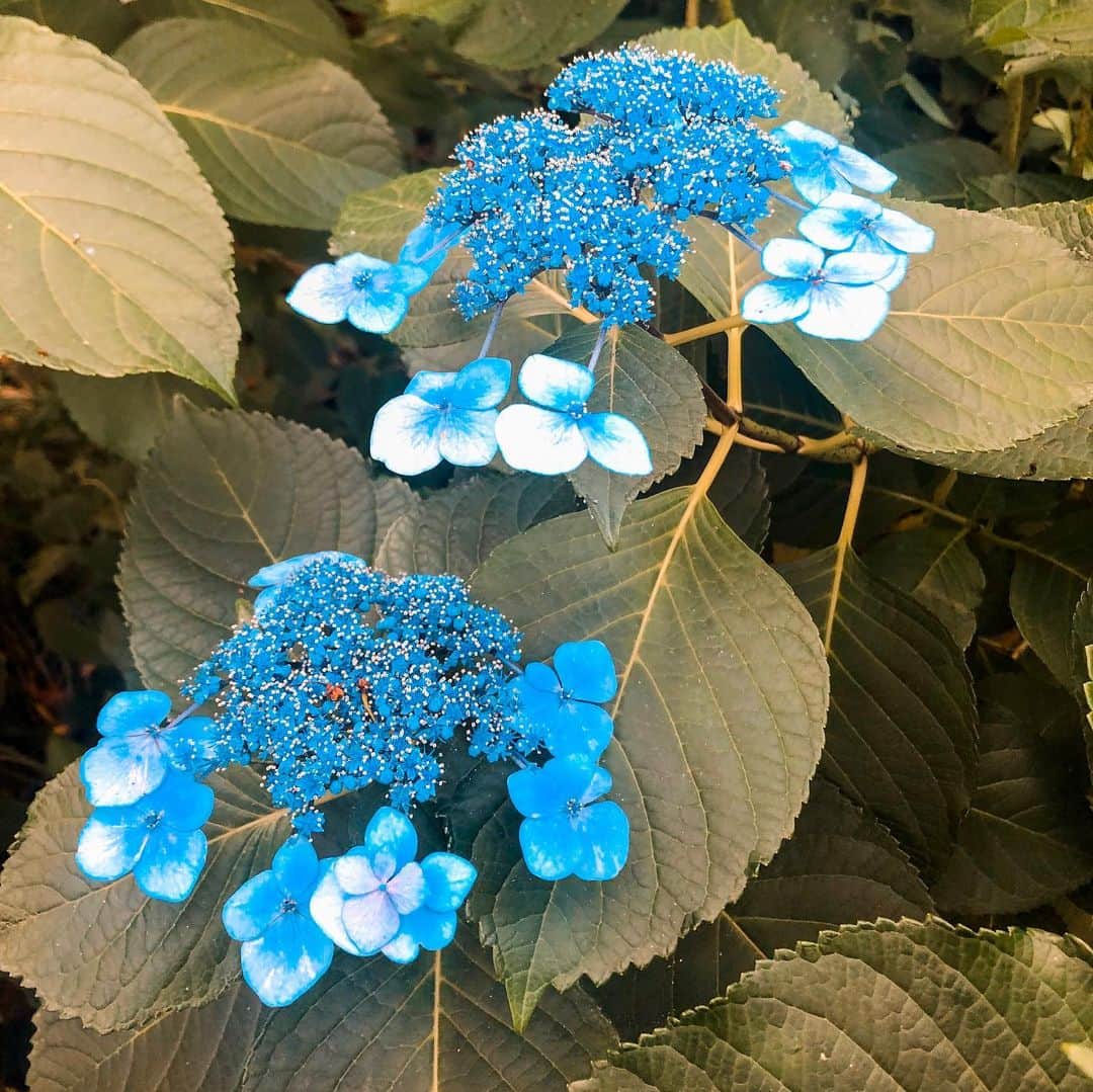 kawanepassportさんのインスタグラム写真 - (kawanepassportInstagram)「Rainy season brought these amazing flowers for us. Thanks mother nature 🌎 photo taken by @miamicaelafsh  #exploreshizuoka  #ファインダー越しの私の世界 #japan_of_insta #japanculture #kawane #kawanehon  #kawanepass #kawanepassport #shizuokaprefecture #greentea #matchatea #teverde #japanphoto #igersjp #japanigram #japanislife #flowers🌸 #gardening」7月11日 15時02分 - kawane_passport