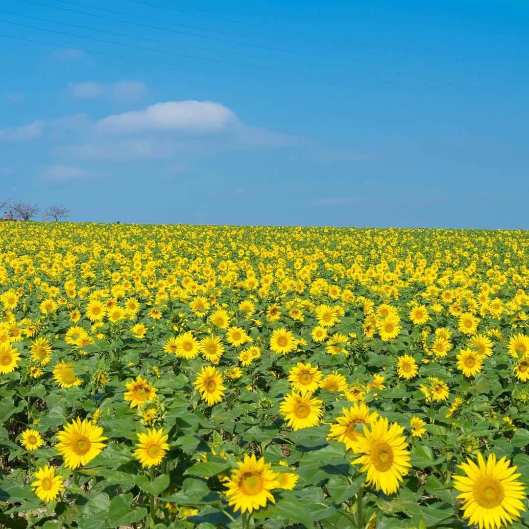 詩歩さんのインスタグラム写真 - (詩歩Instagram)「🌻📺🌻﻿﻿ ﻿﻿ 金曜日の日本テレビ「ヒルナンデス！」に生出演します！﻿﻿ I’m going to appear on the TV show “Hirunandesu!” this Friday!﻿﻿ ﻿﻿ 夏におすすめのスポットやイベント情報などを、スタジオの皆さんにご紹介しますよ〜！﻿﻿ ﻿﻿ 出演予定時間は、前回と同じなら12時45分前後〜です、が、生放送なので不確定です🙇﻿ ﻿﻿ ちょうどランチタイムなので、お暇な方はぜひ職場やご自宅でチャンネルあわせてご覧くださいね〜！﻿﻿ （生放送なので、緊急ニュースがあるとなくなるかも🙇）﻿﻿ ﻿ ﻿ ﻿ 写真は関係ありません😇﻿ ﻿ ﻿ 📸Oct 2018﻿ 📍観光農園花ひろば／愛知県 南知多町﻿﻿ 📍Kanko-Noen Hana Hiroba／Aichi Japan﻿﻿﻿ ﻿﻿﻿ ﻿﻿﻿ ©︎Shiho/詩歩」7月11日 15時04分 - shiho_zekkei