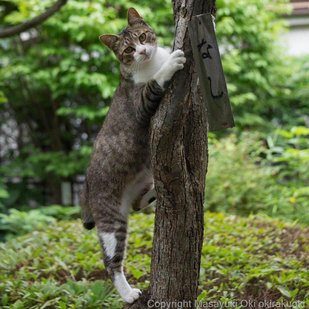 Masayukiさんのインスタグラム写真 - (MasayukiInstagram)「なし探検家。  #cat #ねこ」7月11日 15時13分 - okirakuoki