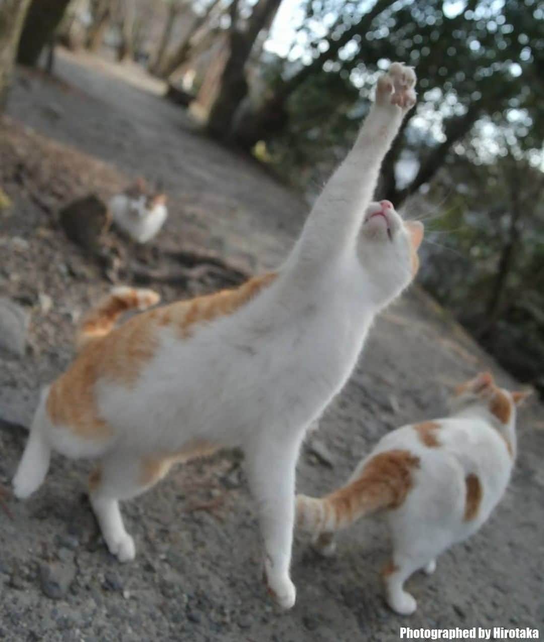 NEKOくらぶさんのインスタグラム写真 - (NEKOくらぶInstagram)「|| 踊り踊るニャン🎵⠀ @hirotakaneko さんの作品ですにゃ（＝ΦωΦ＝）⠀ *⠀ いいね！＆コメント大歓迎！！⠀ *⠀ #nekoclub #NEKOくらぶ #Japan #Photo #写真 #日本 #cat #ネコ #ねこ #猫 ⠀ Follow: @nekoclub_jpn⠀ *⠀ ▼【廣済堂出版共同企画】NEKOくらぶの皆さまとつくる「NEKOくらぶ写真集」、発売中♪（＝ΦωΦ＝）⠀ ※詳細は本アカウント「 @nekoclub_jpn 」のプロフィールに固定しているハイライトから」7月11日 16時00分 - nekoclub_jpn