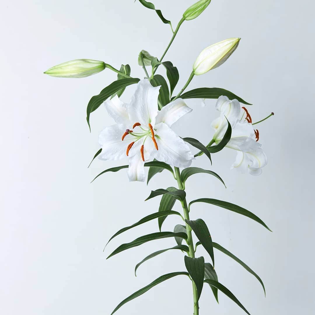 青山フラワーマーケットのグルメインスタ