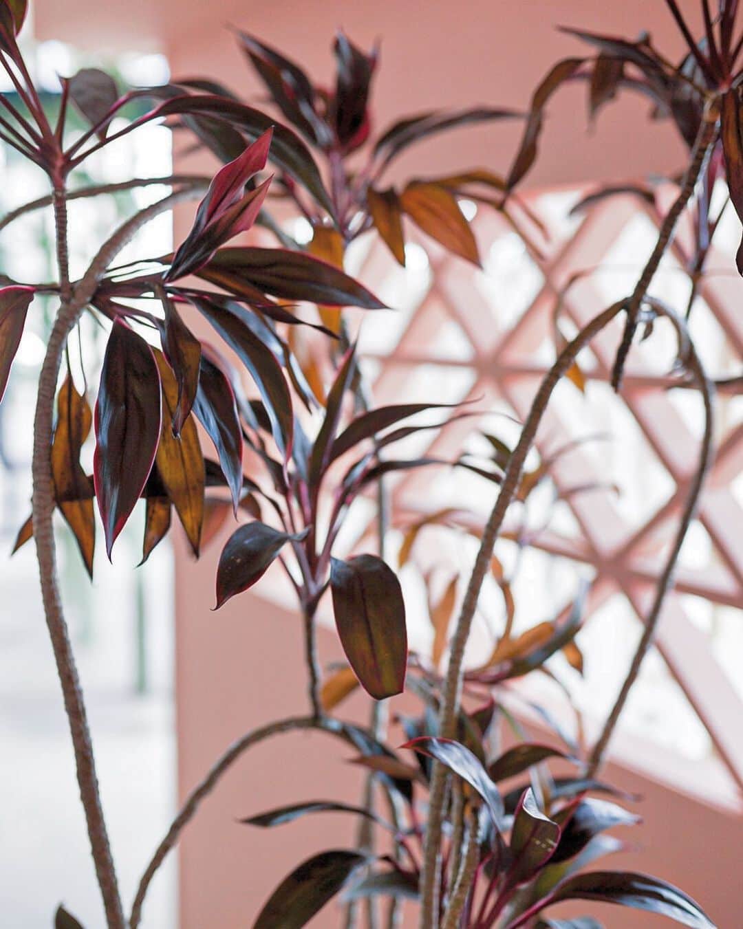 島野ミキのグルメインスタ