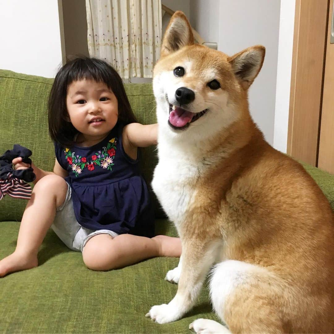 ゆもこさんのインスタグラム写真 - (ゆもこInstagram)「「ひよりと遊べるよーになってきたよ！」 チビちゃん2歳2ヶ月になりました😊 最近は、イヤイヤ→あれ？今日はマシ？→凄じいイヤイヤ→あれ？… を繰り返す日々です🤪 振り幅がすごすぎてついて行けません😂 それでも、「少し待っててね」や「帰ったらね」を理解したり、赤ちゃんを見ると可愛がろうとしたり、お手伝いをしてくれたりと心の成長に驚きます☺️ ★★★チビちゃん2歳1ヶ月の記録★★★ ❤︎名前は？と聞くと答えてくれます ❤︎何歳ですか？と聞くと「いっしゃいです！」 ❤︎2歳ですでにサバを読む ❤︎ピースができるようになりました ❤︎歌のレパートリーが増えまくり ❤︎タオルを見ると畳みたい！崩して畳むまでワンセット ❤︎イヤイヤしだすと近くの物を投げます ❤︎怒られるのを分かってやります ❤︎お願い、ちょーだい、などオネダリ上手 ❤︎「いっぱーい」が好きで、何でも周りに集めたがります ❤︎服を選び始めました ❤︎寝るときに布団を掛けてくれます ❤︎絵本を1人で読みます ❤︎「これは？」と指差し確認 な1ヶ月でした😊 ひよりを追いかけ、怒られ、喧嘩して泣かされ、一緒に遊ぶ姿は本当に姉妹のようです🐶🧒 こんな光景がずっと続くといいな〜と思う母でした😊 ※ ※ ※ #dogsofinstagram #日本犬 #柴犬 #柴 #赤柴 #shiba #犬バカ部 #ふわもこ部 #柴犬マニア #しば #shibadog #sibainu #ひより日和 #柴女子 #shibagram #shibastagram #いぬら部 #柴犬ひより #pecoいぬ部 #いぬのきもち #チビちゃんとひよさん #2歳2ヶ月 #イヤイヤ期 #チビちゃんの成長記録」7月11日 16時40分 - yumohiyo