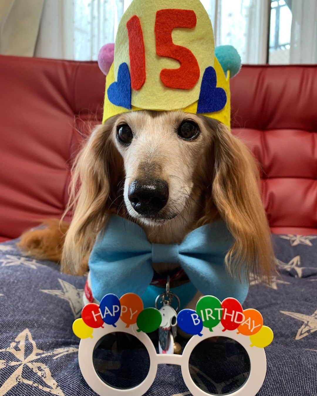 のインスタグラム：「我が家の大切な ちーくん💕 うちの子になって13回目15歳のお誕生日を迎えました🎉 ＊ シニアになってから 大きな心配はないけど小さな心配は あります。胆泥症でウルソ飲んで 結晶できない様に 我が家に来てから ずーっと療法食食べて おやつも気をつけて生活します。 分離不安症で留守番もできない。 ママの姿が見えないと ごはんも食べない時もあります。 手のかかる可愛い~子なんです😁 ＊ これからも元気でいれるようにサポート頑張ります😉 ＊ ちーくんにLINE ストーリー メッセージでお祝いの言葉ありがとうございます🥺 後でゆっくり見ますね🙏 ＊ これからも ちーくんよろしくお願いします🙇‍♀️ ＊ 同じ誕生日 @machiko.10.2 さんのお家のチョコちゃん💗 そして ちーくんの兄弟犬Robbieくん💗 お誕生日おめでとう🎉🎂💐 また1年 のんびり楽しく過ごそうね🥰 ＊ 朝から出かけてバタバタでした💦 ＊ #犬#ダックス#ダックスフンド#ミニチュアダックス#dachs#いぬぐみ📛#pecoいぬ部#シニア犬 #よく寝るシニア犬#わんぱく部#サンデイ#todayswanko #east_dog_japan #ボンボンハイスクール#誕生日」