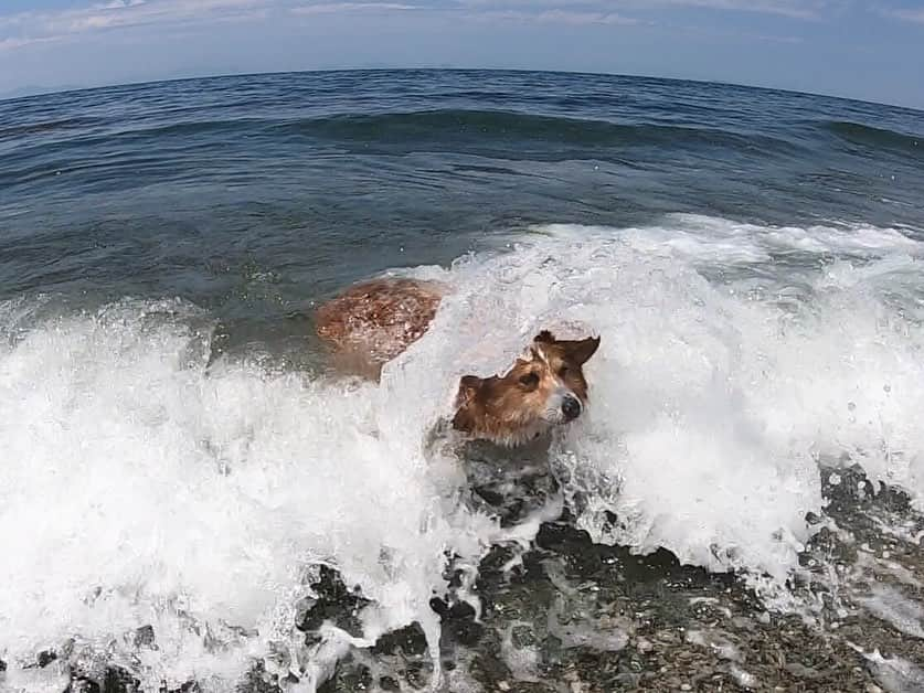 ericoさんのインスタグラム写真 - (ericoInstagram)「✩ He is hit by wave after wave！🌊🌊 ✩ 決定的瞬間 波が来ても動かない力丸 ✩ この日の波は 力丸の想像より高かった！ 😂😂😂😂 ✩ #頭からザバーン #尻からザバーン #打ち上げられたボートか！ ✩ #それいけ力丸くん #コーギー  #犬のいる暮らし#pembrokewelshcorgi  #corgistagram #barked #dogsofinstagram #buzzfeed #corgisofinstagram  #dailyfluff #9gag #weeklyfluff #dogstagram #petsofinstagram #corgibutt #myfavcorgi #корги #코기  #gopro #goproのある生活 #ゴープロ #ゴープロのある生活 #goprohero7」7月11日 17時33分 - ericobear