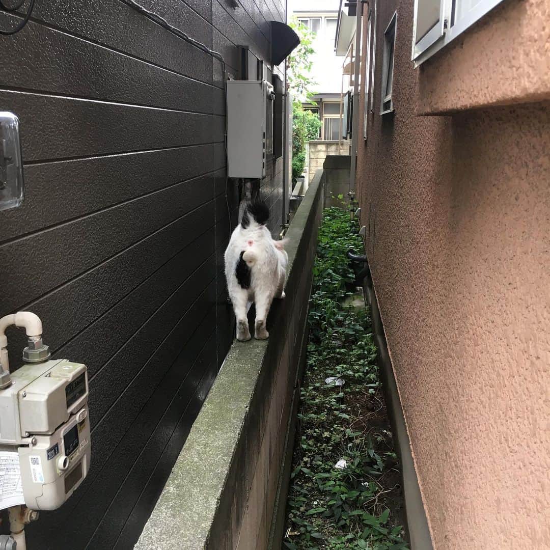 Kachimo Yoshimatsuさんのインスタグラム写真 - (Kachimo YoshimatsuInstagram)「どこかに帰る。 ちゃんと車を見て、右左。  #uchinonekora #nanakuro #neko #cat #catstagram #kachimo #猫 #ねこ #うちの猫ら http://kachimo.exblog.jp」7月11日 17時40分 - kachimo