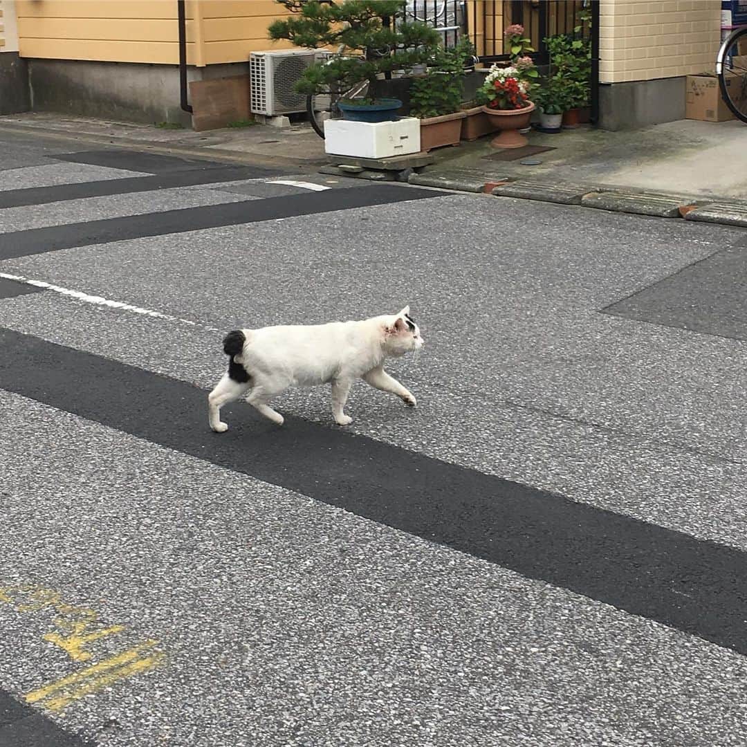 Kachimo Yoshimatsuさんのインスタグラム写真 - (Kachimo YoshimatsuInstagram)「どこかに帰る。 ちゃんと車を見て、右左。  #uchinonekora #nanakuro #neko #cat #catstagram #kachimo #猫 #ねこ #うちの猫ら http://kachimo.exblog.jp」7月11日 17時40分 - kachimo