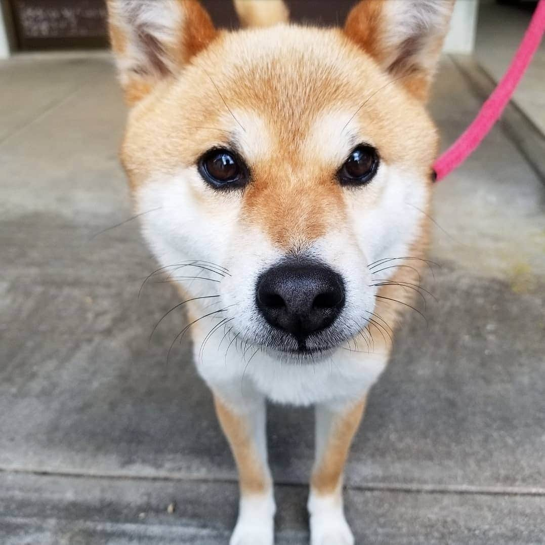 柴犬たま Shibainu Tamaのインスタグラム