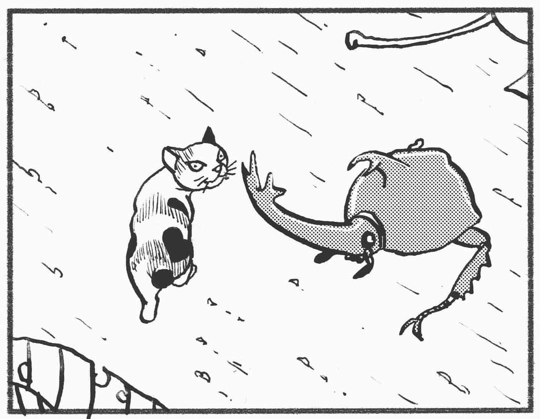 相原コージさんのインスタグラム写真 - (相原コージInstagram)「『こびとねこ』ついに明日12日発売！その1部分10コマを載せます。買ってね〜。 #こびとねこ #ねこ漫画 #ねこ  #こびと #カブトムシ #まんが  #小小猫 #thumbcat  #manga #comic #beatle」7月11日 18時03分 - kojiaihara