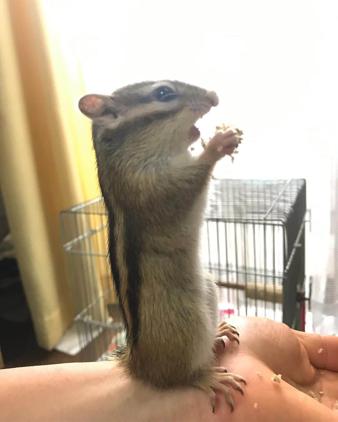 peace_0322さんのインスタグラム写真 - (peace_0322Instagram)「#リス#シマリス#ふわもこ部 背筋がピーン😊🐿 美味しい物をモグモグするとピーンとなるよ」7月11日 18時05分 - peace_0322