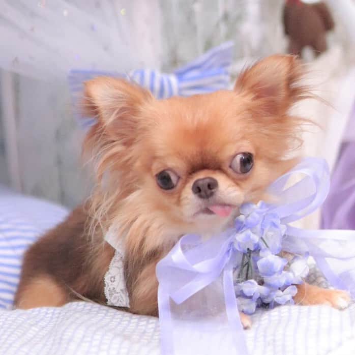 kayoのインスタグラム：「* * ボクもキレイキレイしてもらったよ🛁✨✨ * * kulio💗🛁 * * #トリミング #ドッグサロンモット #chihuahua#chihuahualove#dogstgram#dog#instadog#チワワ#チワワ大好き * *」